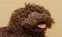 LABradoodle