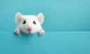 Lab Mice