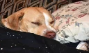 Sleeping Dogs