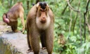 MonkeyS