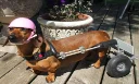 Brain Dead Dogs