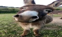 Lindos Donkeys