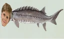 Sturgeons Sturgeon