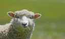 Enthusiastic Sheep